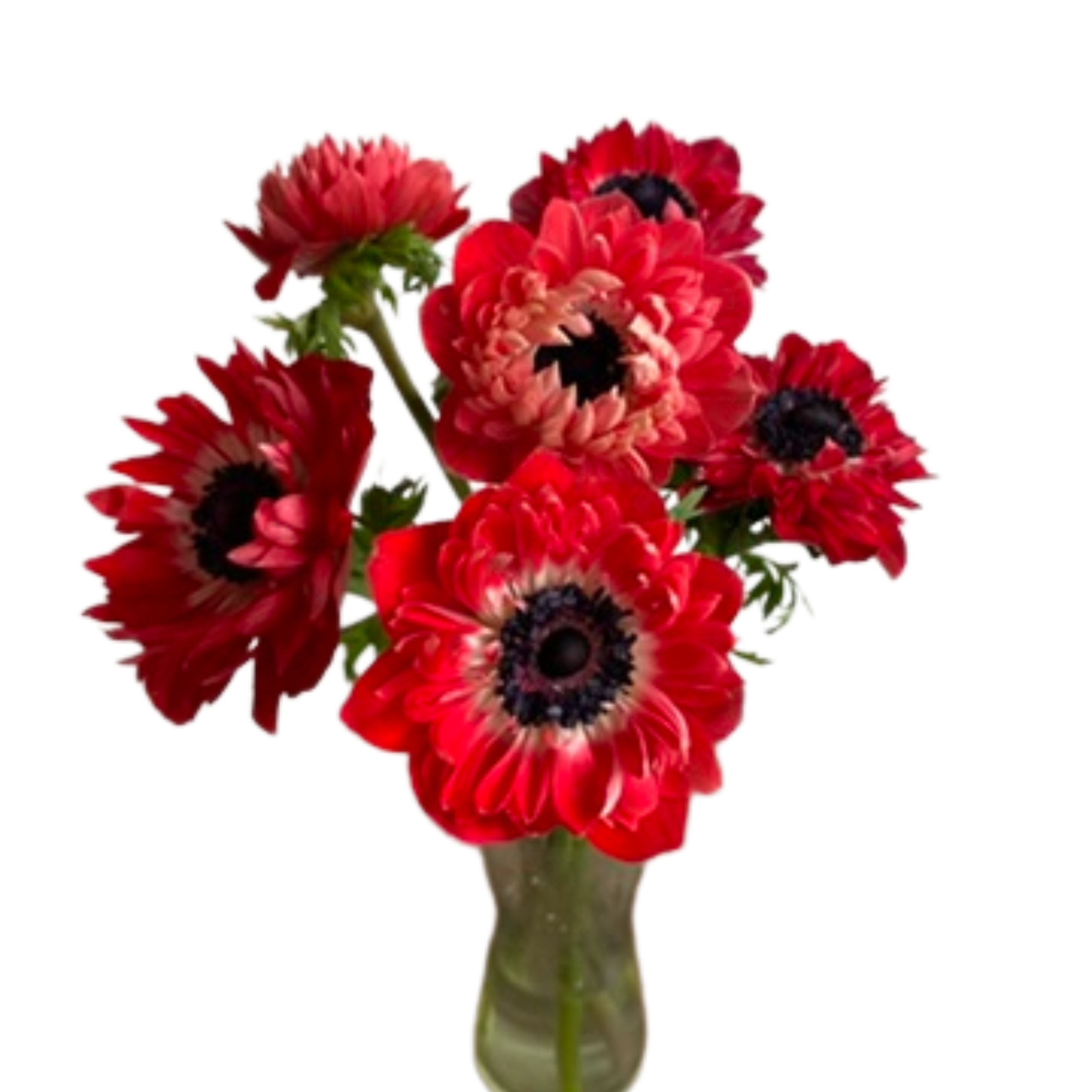 Anemone Full Star Red - Image 3