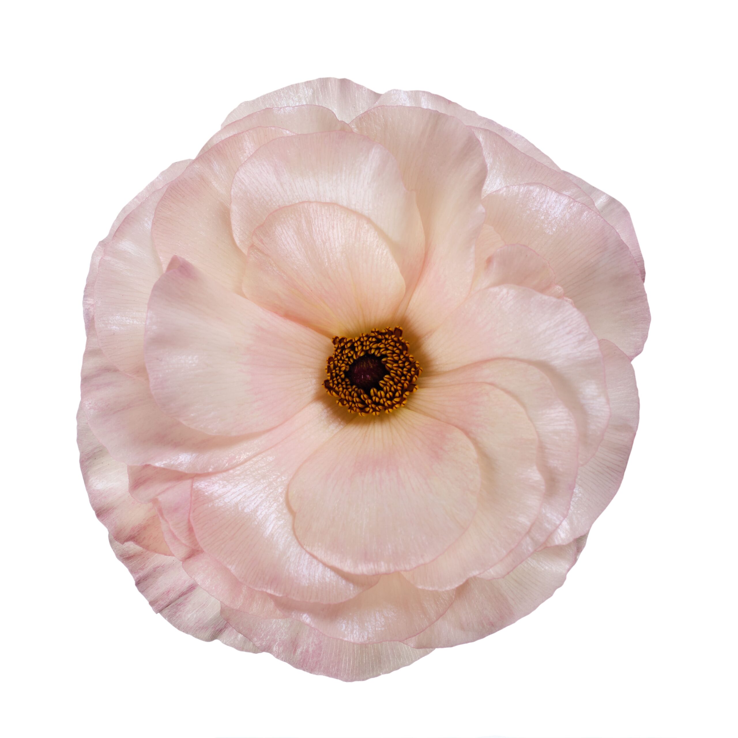 Ranunculus Butterfly Ariadne Soft Pink