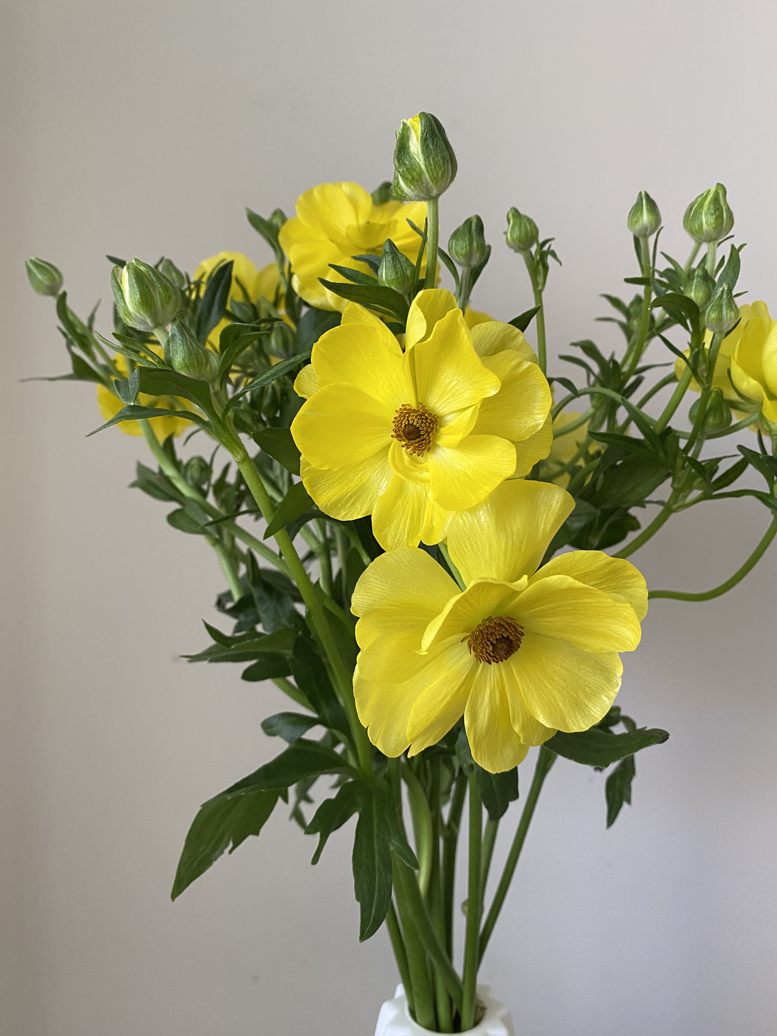 Ranunculus Butterfly Phytalos Yellow - Image 2