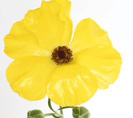 Ranunculus Butterfly Phytalos Yellow - Image 3