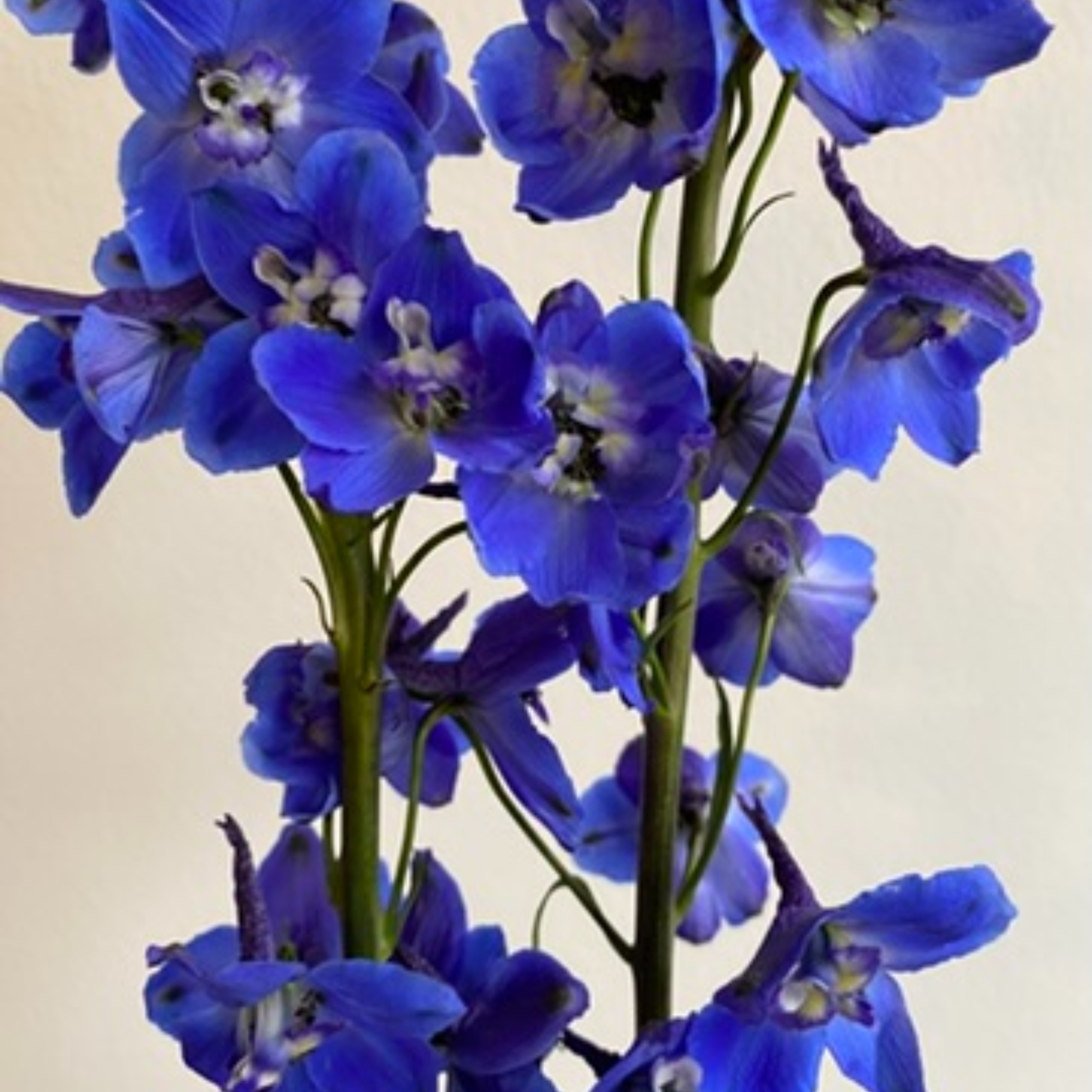 Delphinium Sea Waltz Dark Blue - Image 3