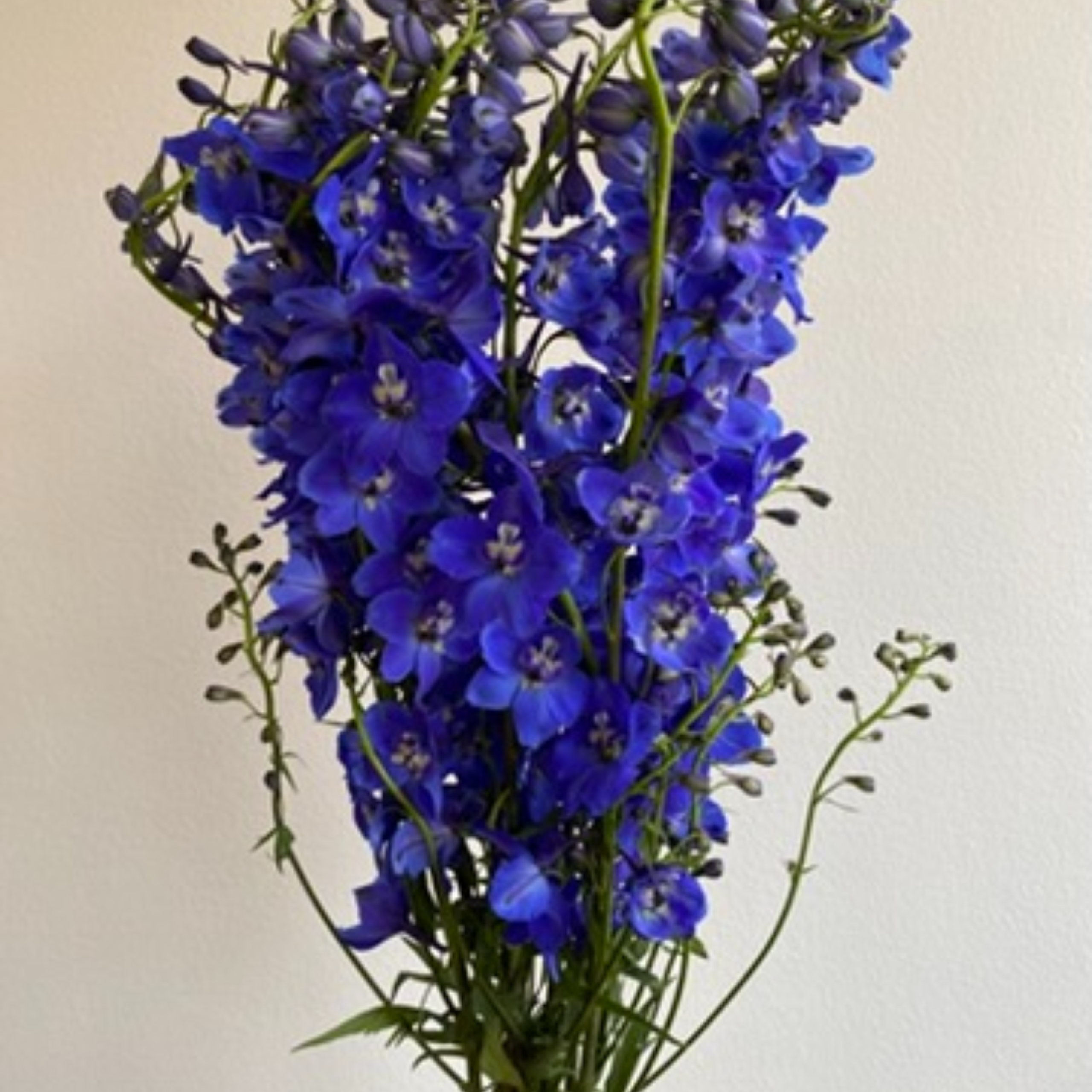 Delphinium Sea Waltz Dark Blue - Image 2