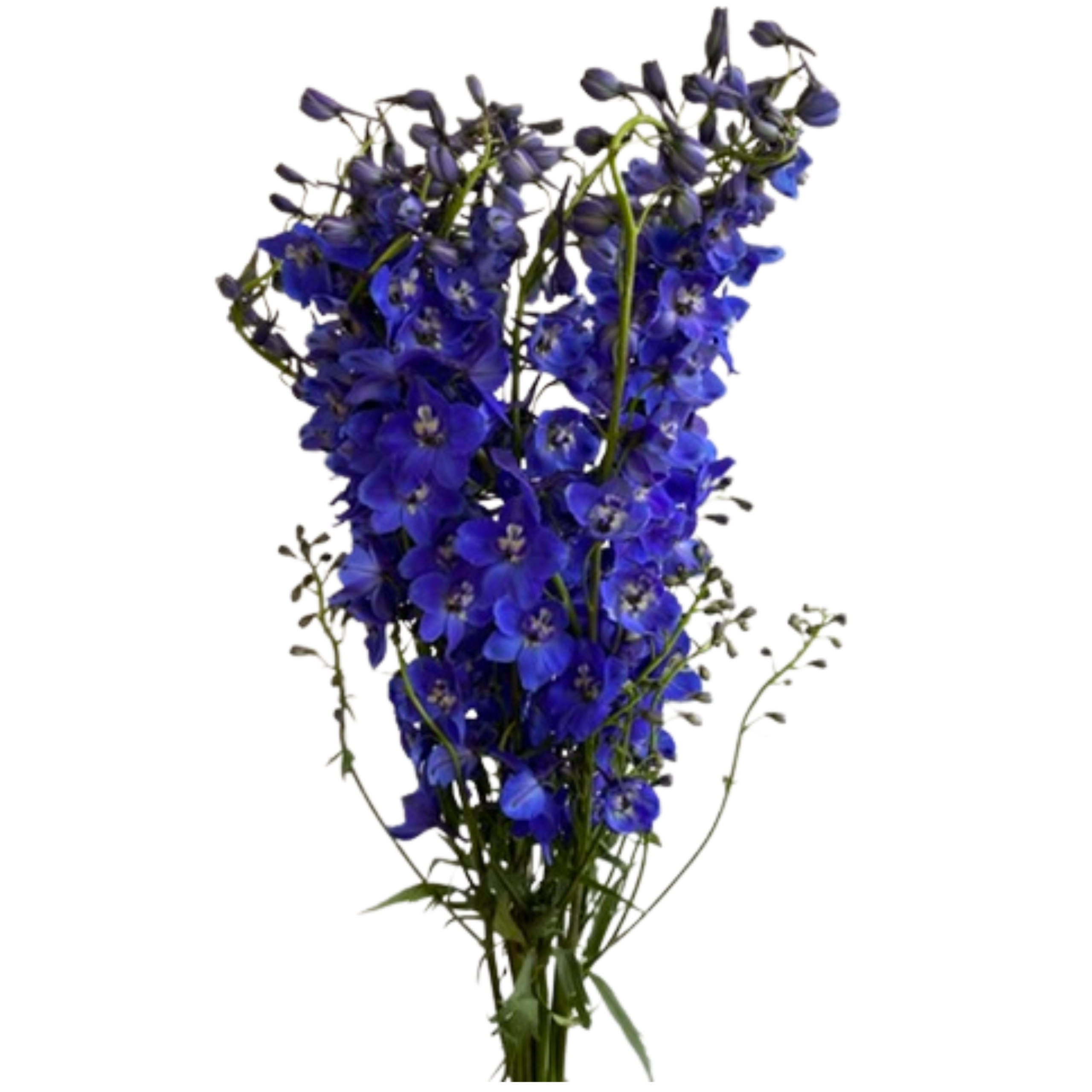 Delphinium Sea Waltz Dark Blue