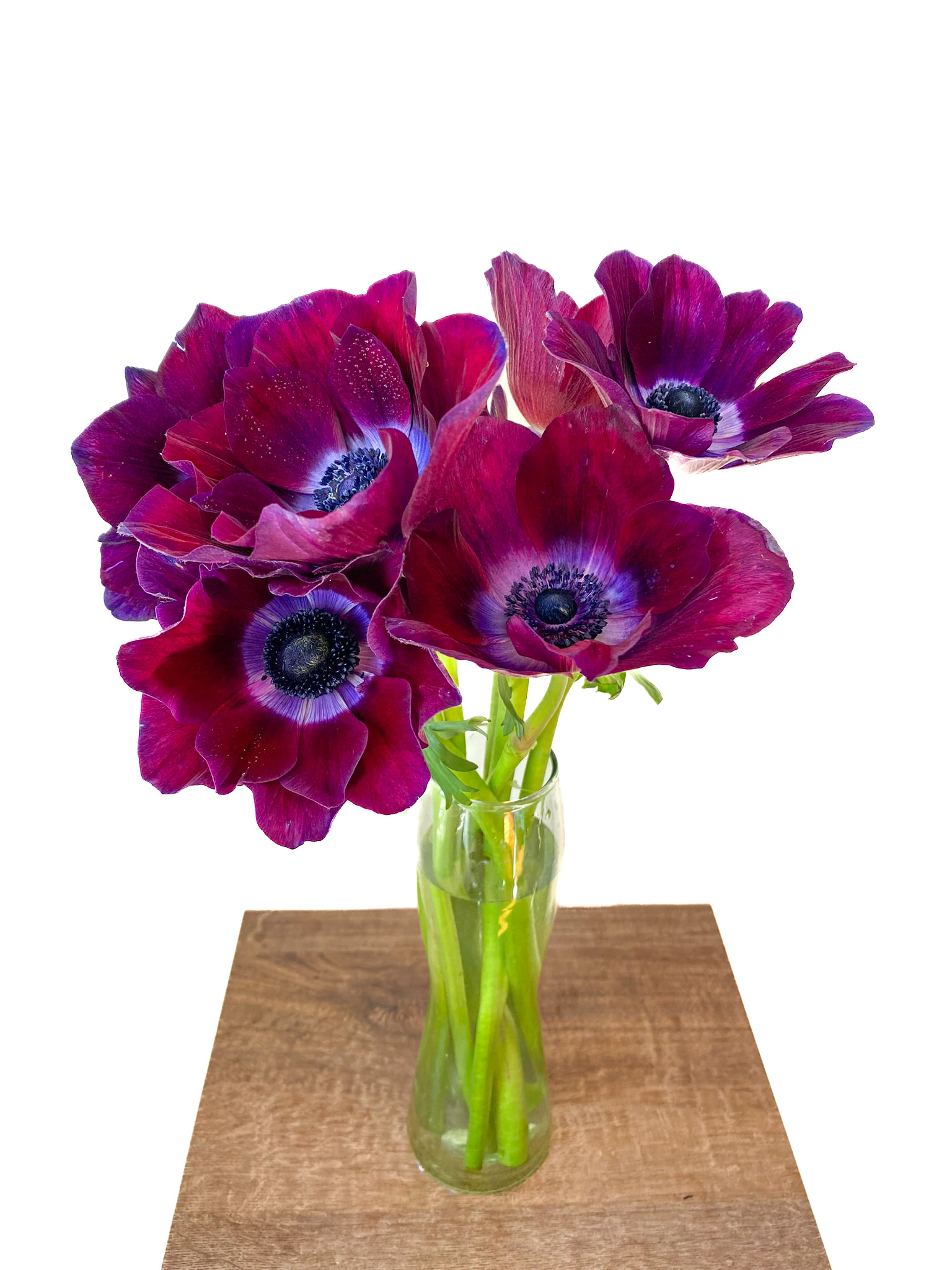 Anemones Mistral Burgundy
