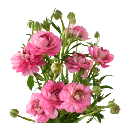 Ranunculus Moderna Dolce (10 St Bunch)