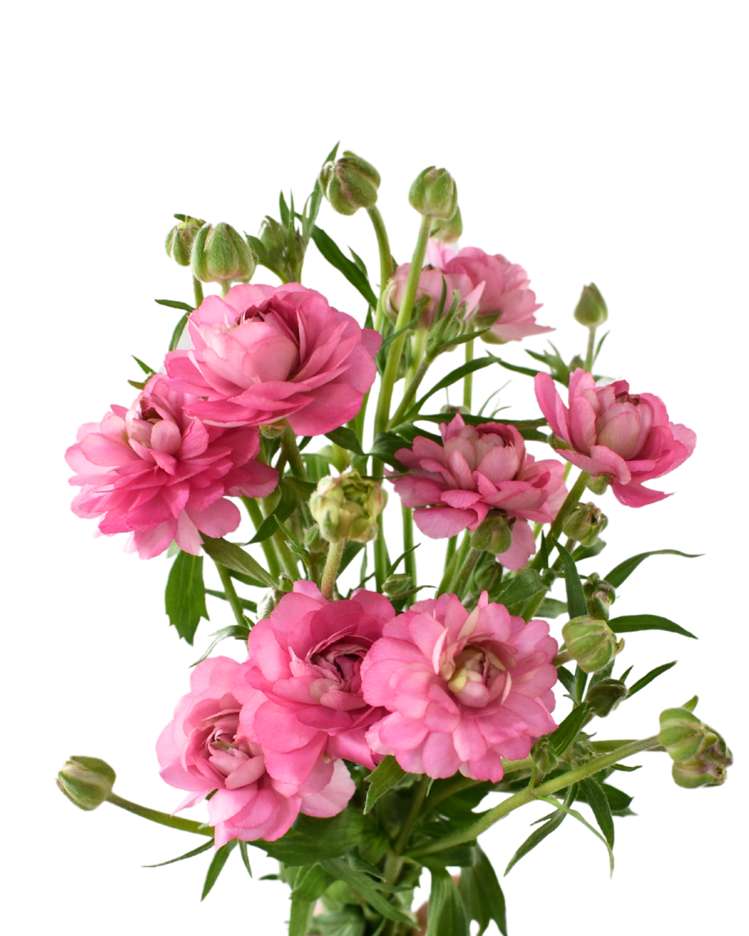 Ranunculus Natura Moderna Dolce
