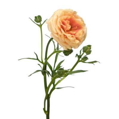 Ranunculus Moderna Miele (10 St Bunch)