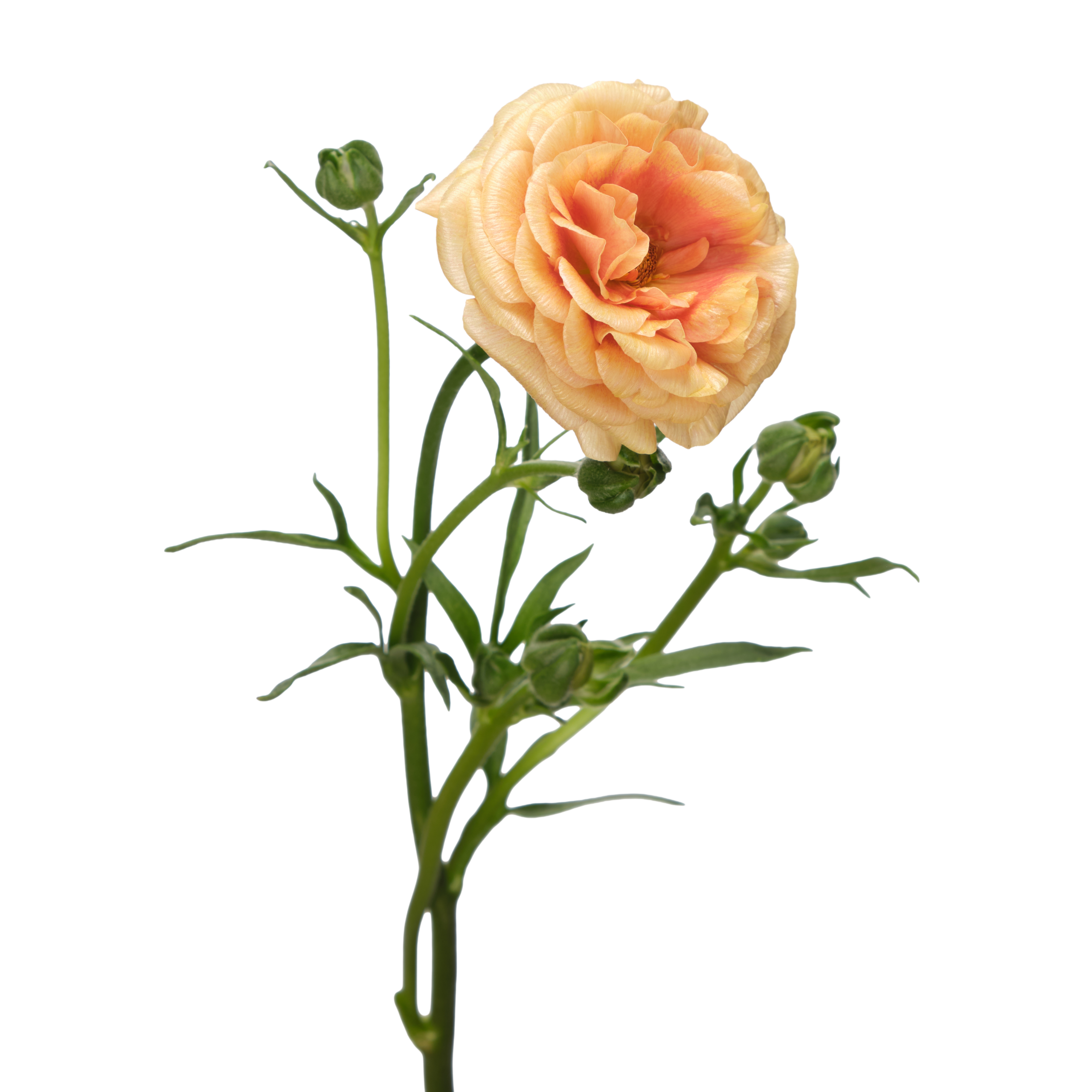 Ranunculus Natura Moderna Miele