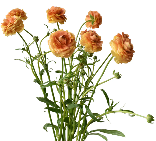 Ranunculus Natura Moderna Dolce - Image 2