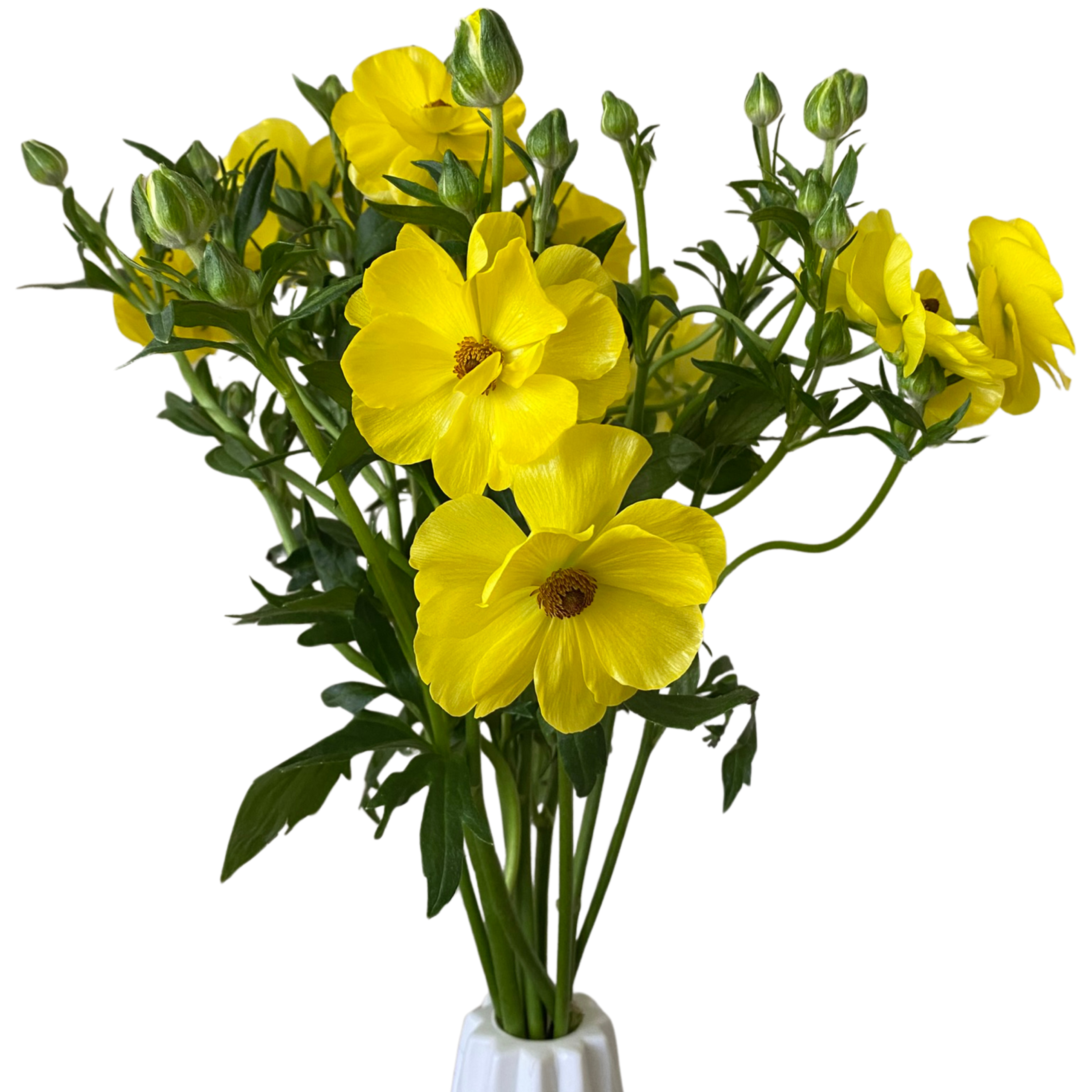 Ranunculus Butterfly Phytalos Yellow