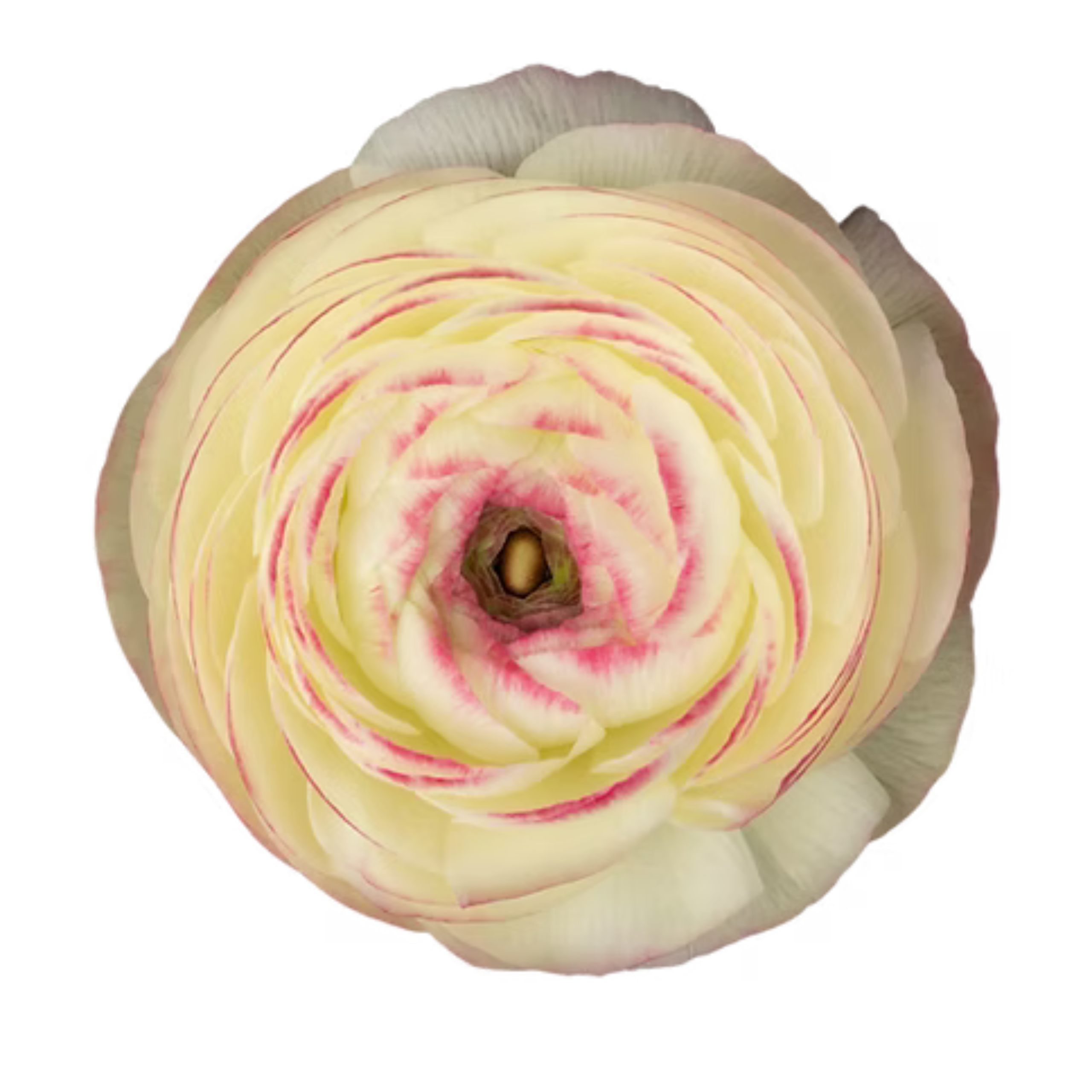 Ranunculus Cloni Felicidade