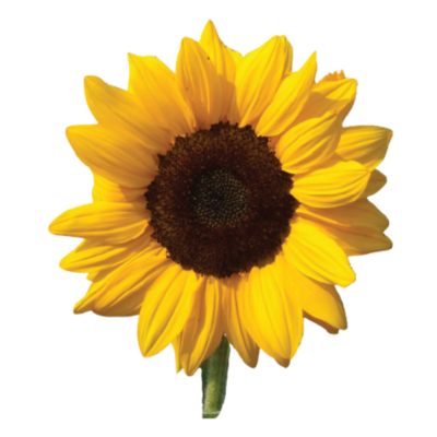 Sunflower Vincent Choice Select