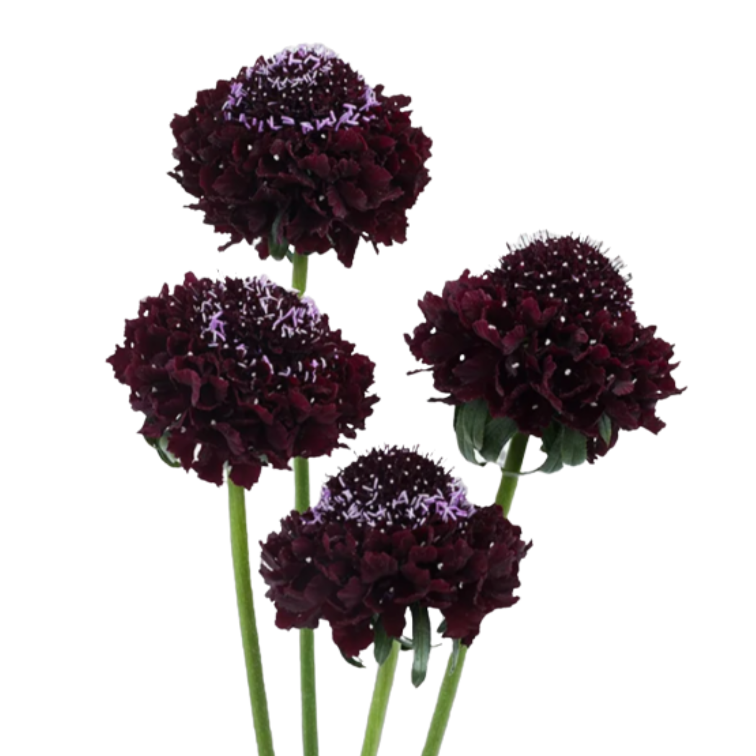Scabiosa Blackberry Burgundy - Image 2