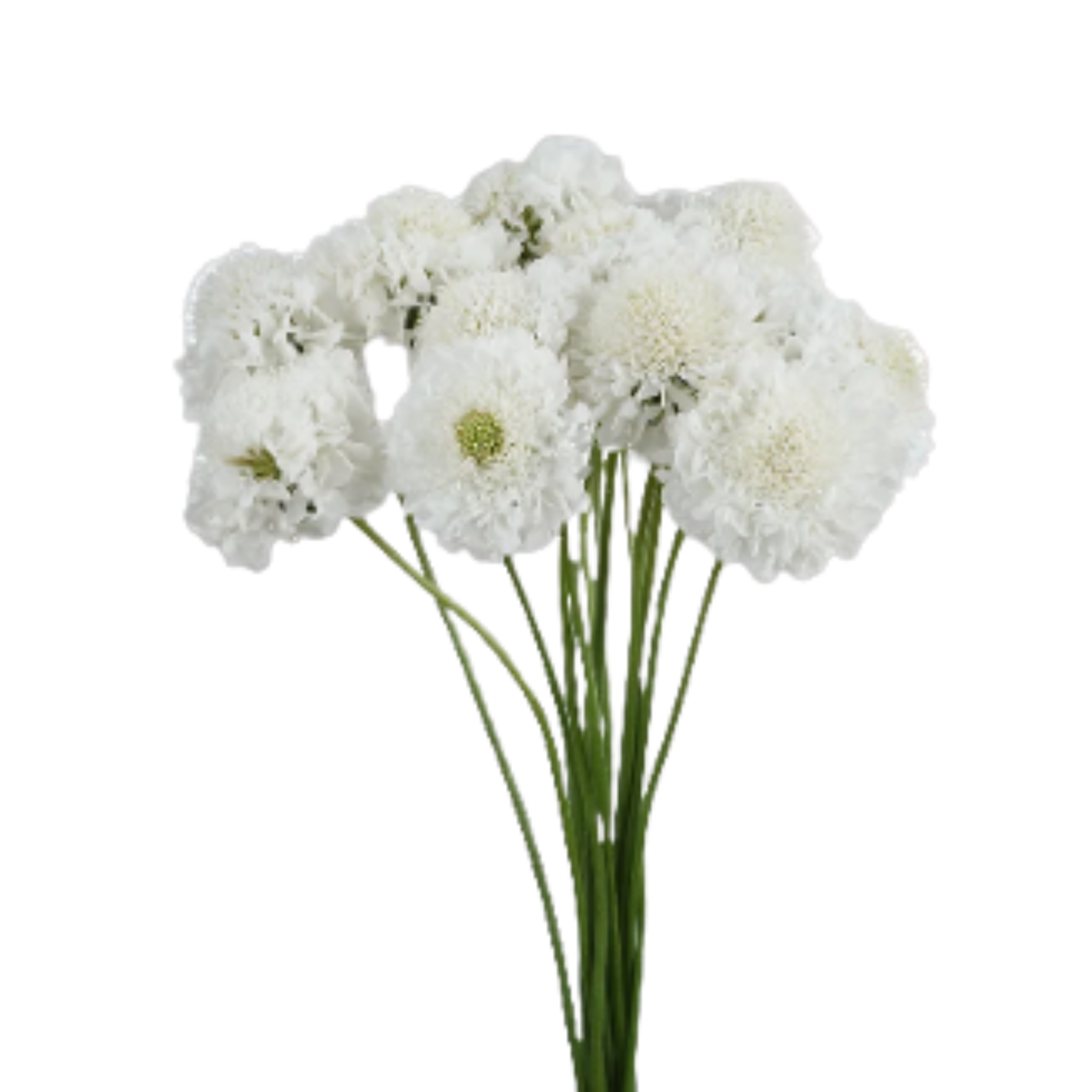 Scabiosa White Improved
