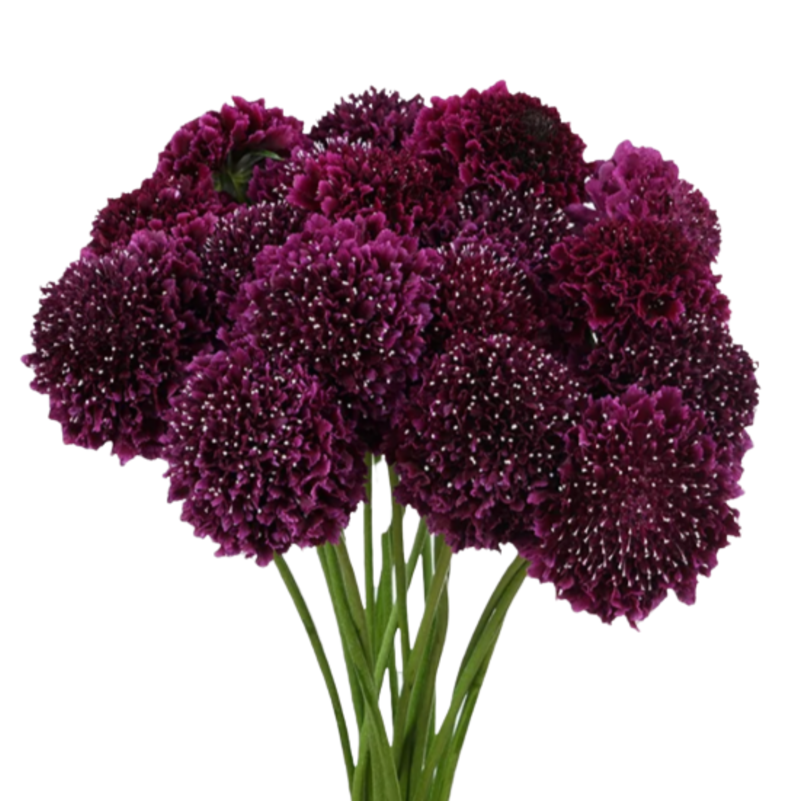 Scabiosa Merlot