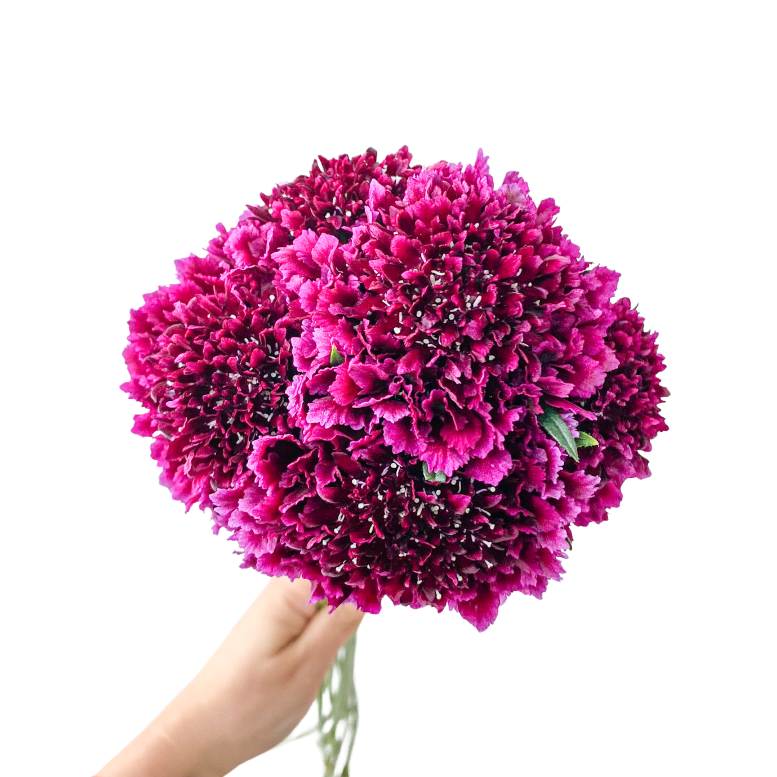Scabiosa Merlot - Image 4