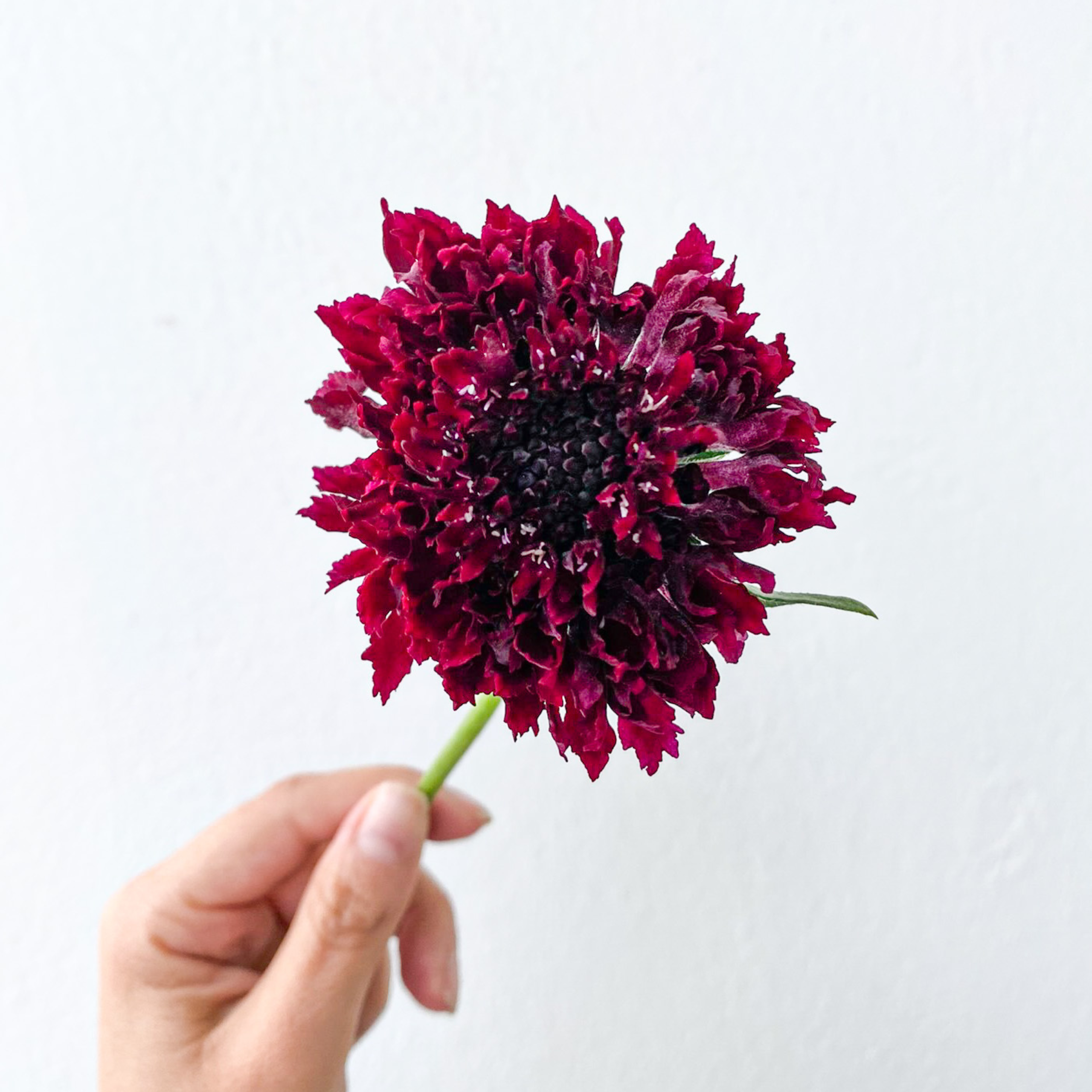 Scabiosa Merlot - Image 3