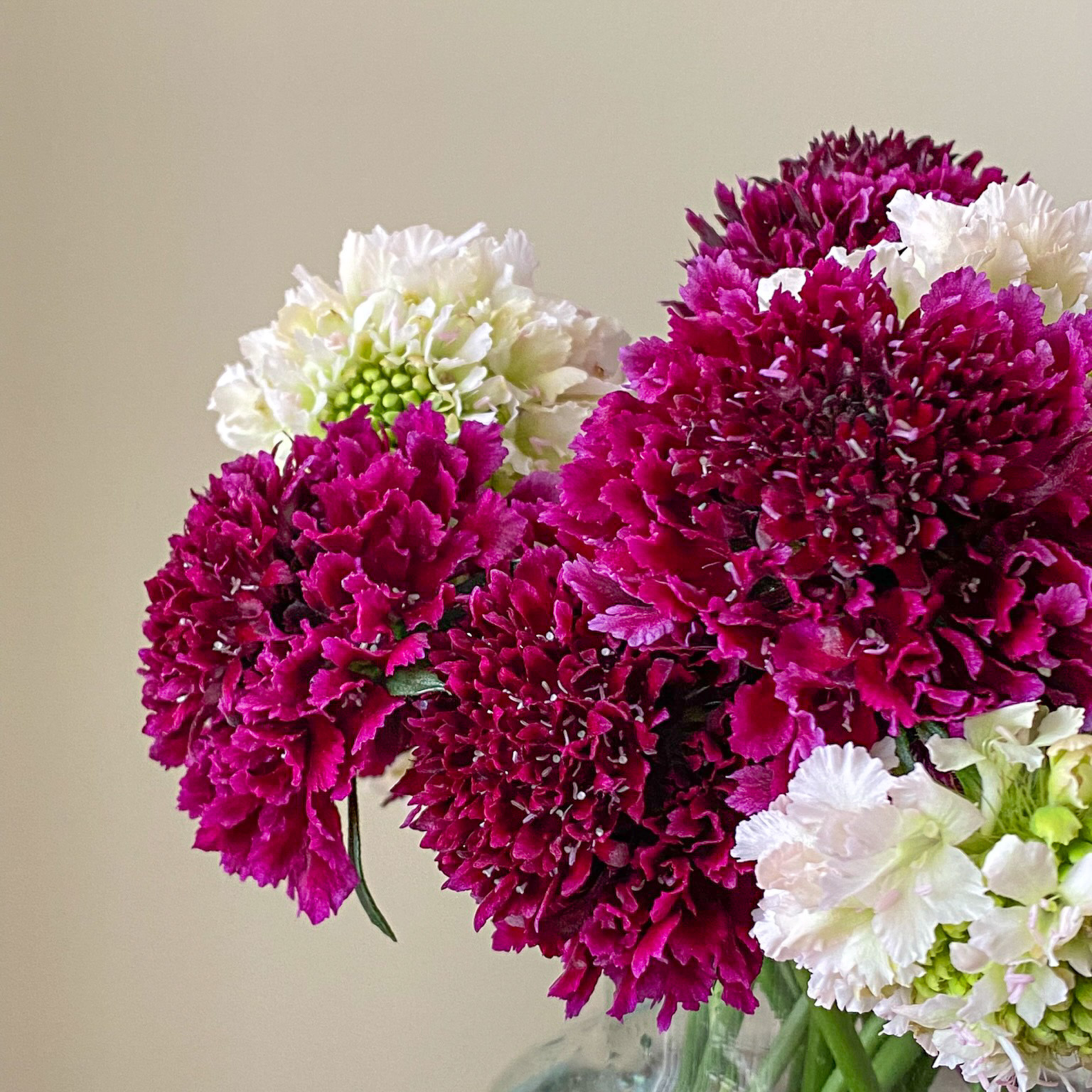 Scabiosa Merlot - Image 2