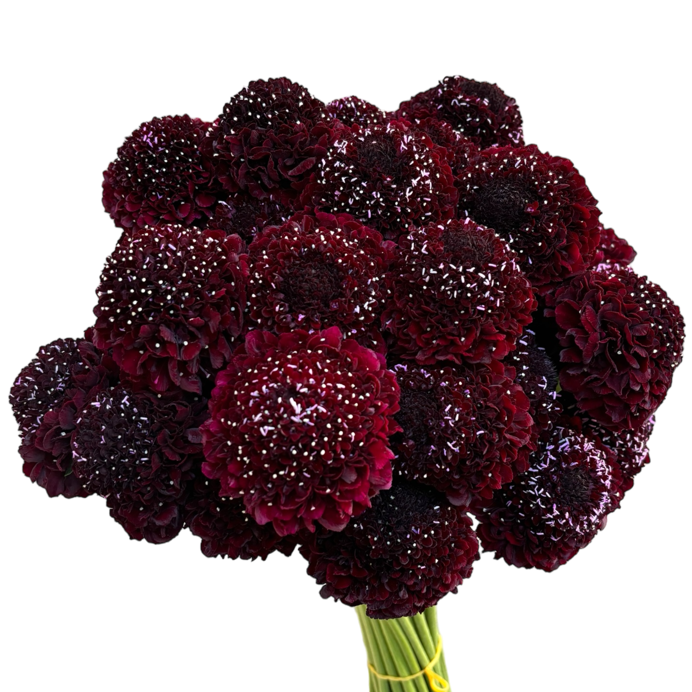 Scabiosa Blackberry Burgundy