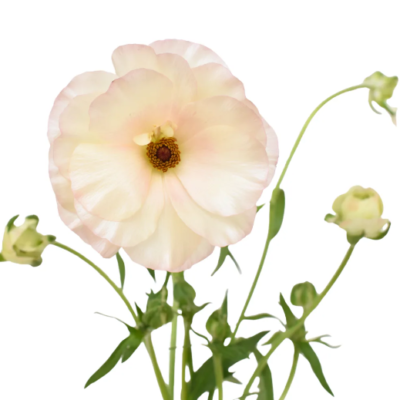 Ranunculus Butterfly Ariadne Soft Pink (10 St Bunch)
