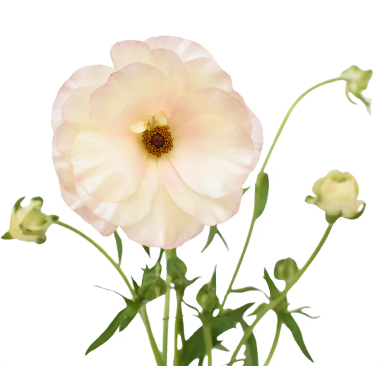 Ranunculus Butterfly Ariadne Soft Pink - Image 2
