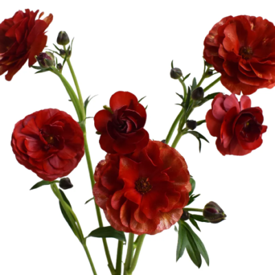 Ranunculus Butterfly Hades Red (10 St Bunch)